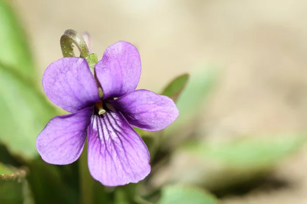 Viola philippica, une sorte de canette utilisée par la tradition chinoise — Photo