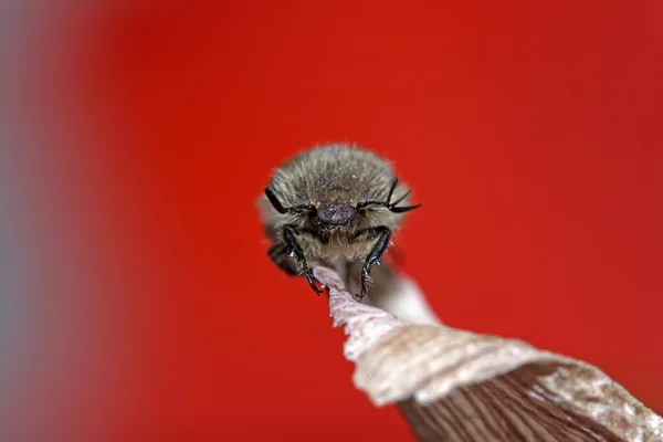 Coleoptera owady chrabąszcz — Zdjęcie stockowe