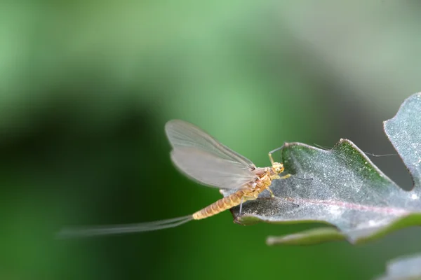 Eine Art Insekten auf Blättern — Stockfoto