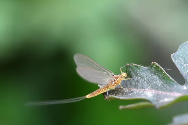 Een soort van insecten op Bladeren — Stockfoto