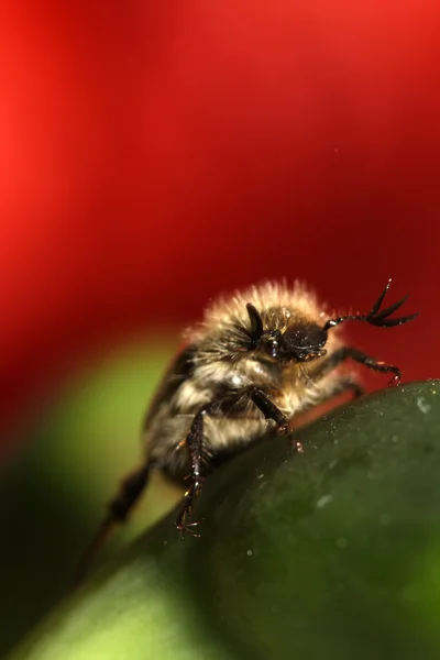 Cockchafer — Stock fotografie