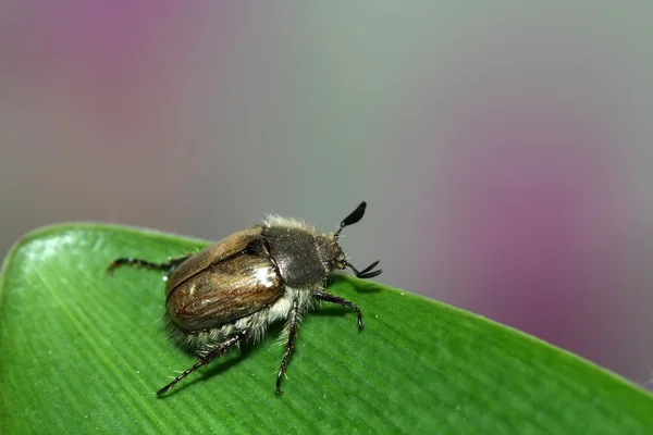 Cockchafer — Stock fotografie