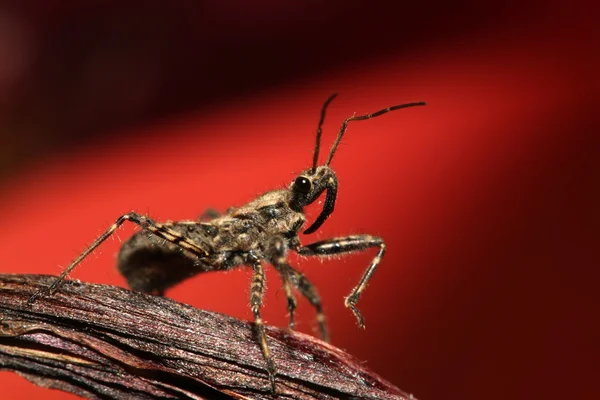 Stinkbug — стоковое фото