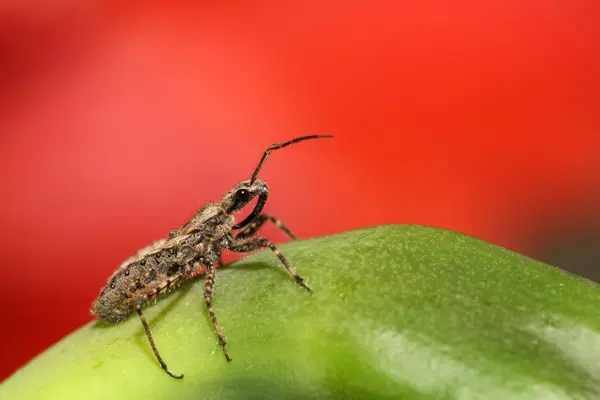 Stinkbug — стоковое фото