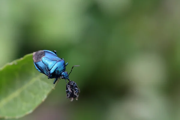 Um inseto fedorento atacando pequenos insetos na natureza — Fotografia de Stock