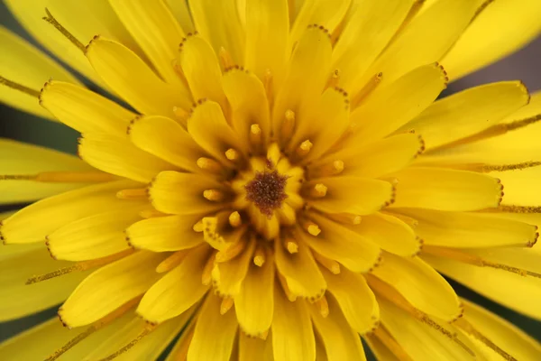 Löwenzahnblüten in freier Wildbahn — Stockfoto