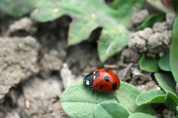 A lady beetles on the green leaves in the wild — Stock Photo, Image