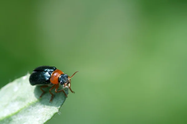 Листковий жук відпочиває на листі — стокове фото