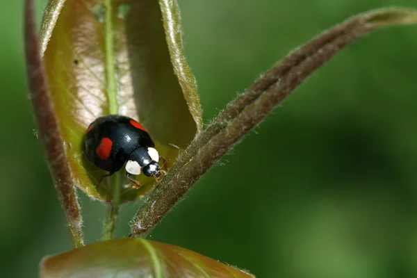 Lady besouros na folha verde na natureza — Fotografia de Stock