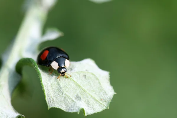 Pani chrząszczy na zielony liść w środowisku naturalnym — Zdjęcie stockowe