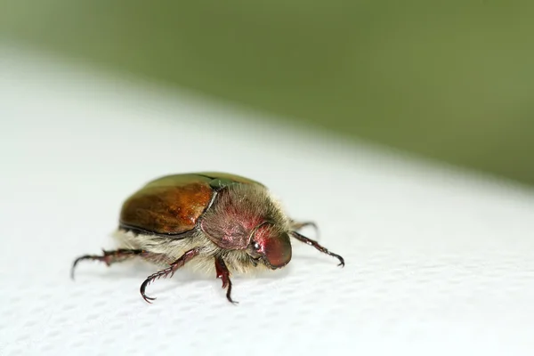 Cockchafer — Stock Photo, Image