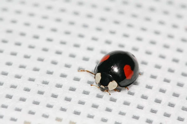 lady beetles on the white background
