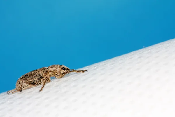 Close-up van weevil in een achtergrond in kleur — Stockfoto