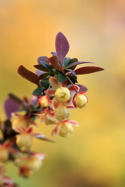 Gärtnerei brütet Blumen im Park aus — Stockfoto