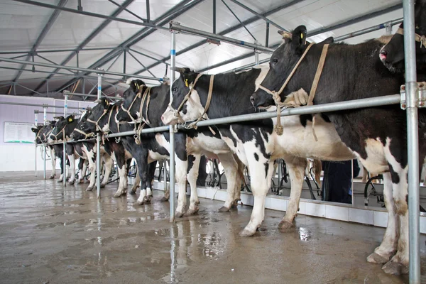 Vacas Holstein en una sala de ordeño de mecanización en China — Foto de Stock