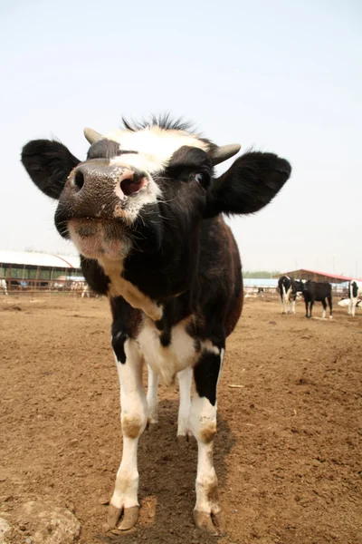 Vacas Holstein en una granja en China — Foto de Stock
