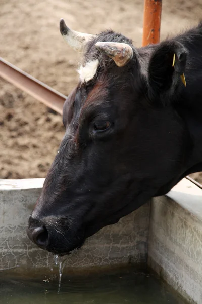 Holstein cows in a farm in China — Stock Photo, Image