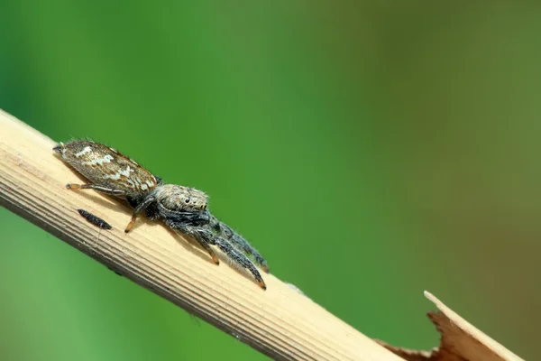 Aranha — Fotografia de Stock