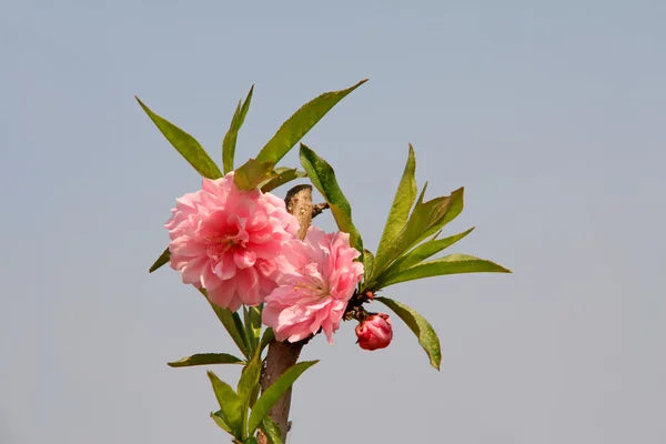 Peach blossoms — Stock Photo, Image