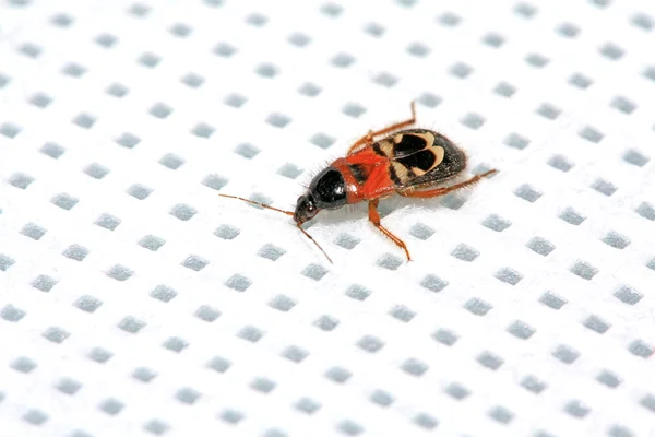 Stinkbug — Stock Photo, Image