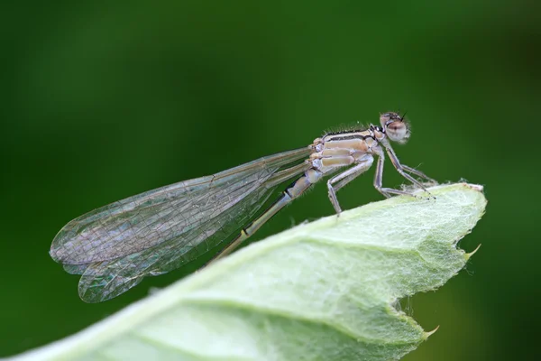 Damselflies — Stockfoto