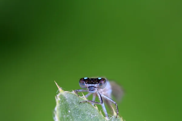 Damselflies — стокове фото