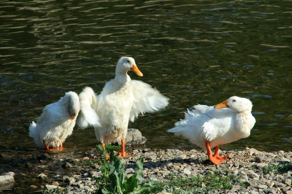 Patos. —  Fotos de Stock