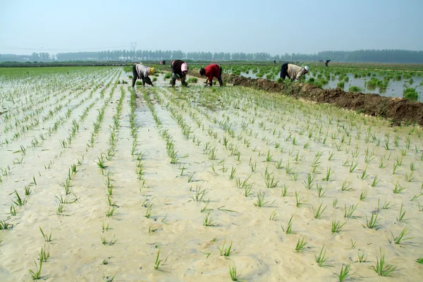 Transplante de mudas de arroz na China rural — Fotografia de Stock