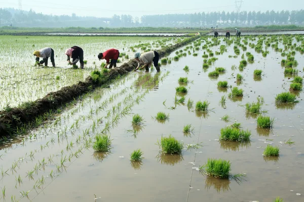 Ris plantor omplantering i lantliga Kina — Stockfoto