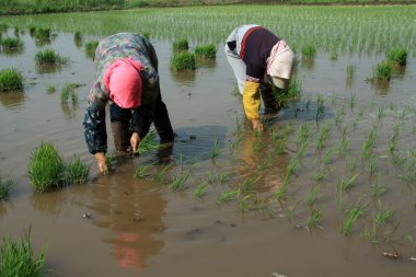 fide dikim kırsal Çin'de pirinç