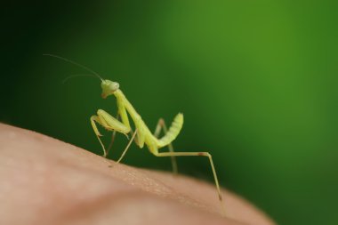peygamber devesi larva