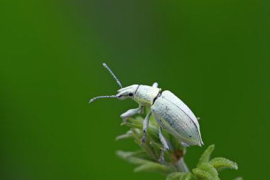 Yeşil weevil