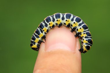 larva kişinin parmak içinde kelebekler