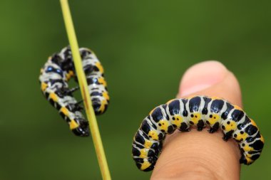 larva kişinin parmak içinde kelebekler