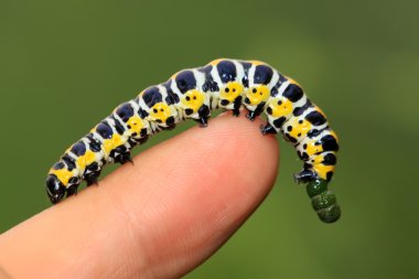 larva kişinin parmak içinde kelebekler