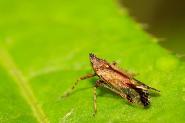 Homoptera böcekler