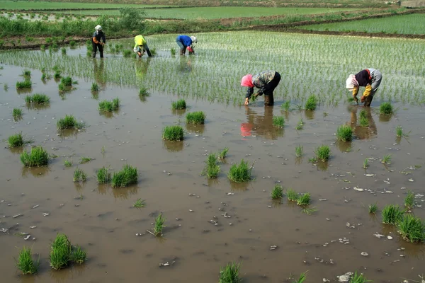 Piantina di riso trapianto nelle zone rurali della Cina — Foto Stock
