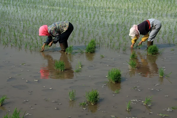 Ris plantor omplantering i lantliga Kina — Stockfoto