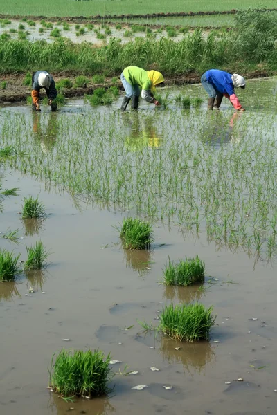 Transplantation de plantules de riz en Chine rurale — Photo