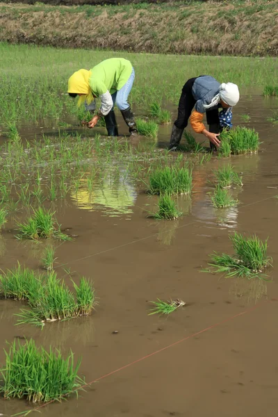 Rice seedling transplanting in rural China — Stock Photo, Image