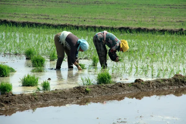 Piantina di riso trapianto nelle zone rurali della Cina — Foto Stock