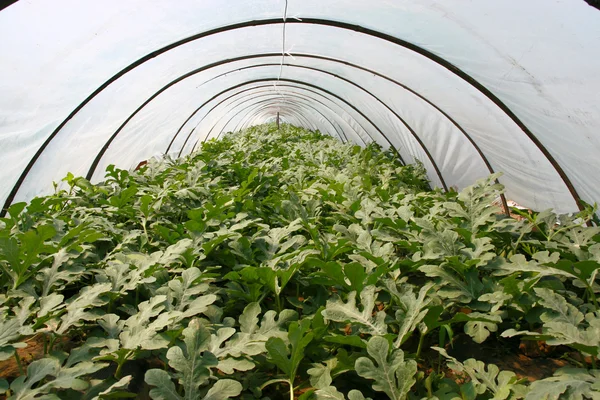 Wassermelonenwachstum im Plastikversteck — Stockfoto