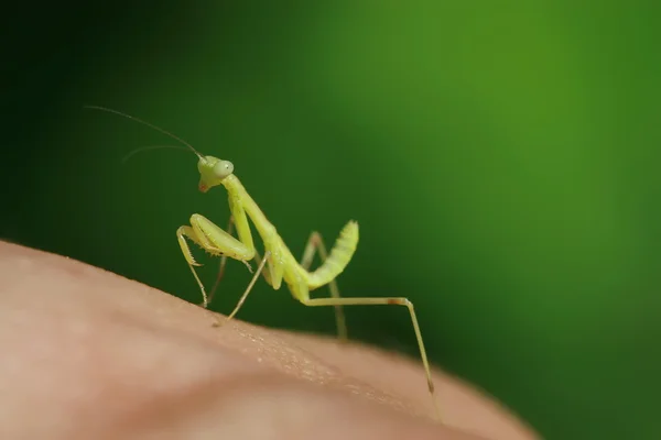 カマキリの幼虫 — ストック写真