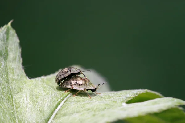 Cassida nebulosa — Zdjęcie stockowe