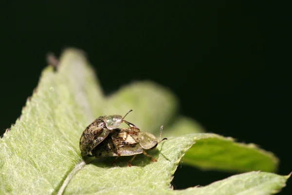 Cassida nebulosa — Zdjęcie stockowe