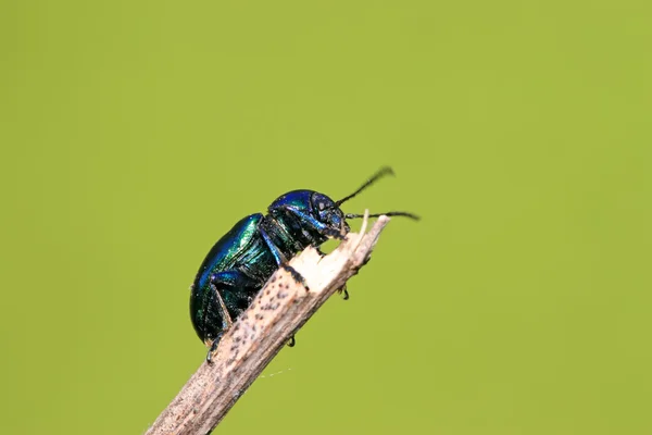 Uno scarabeo di foglia ha un riposo — Foto Stock