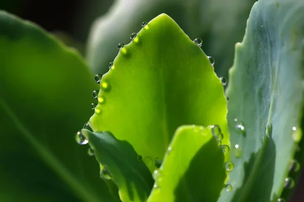 Kapka vody v zelený list — Stock fotografie