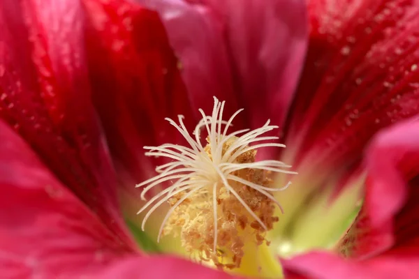 Холлихокские цветы — стоковое фото