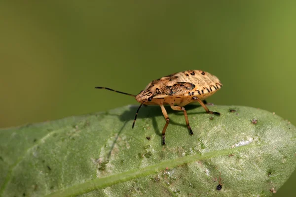 Stinkbug — стокове фото