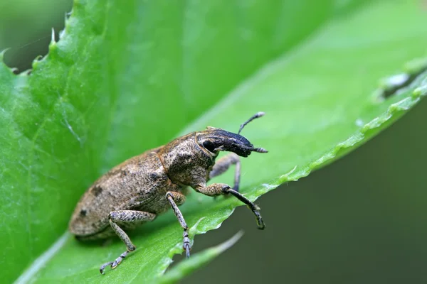 Snuitkevers — Stockfoto